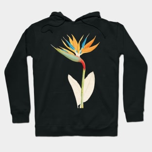 Bird of Paradise - Strelitzia Reginae - botanical illustration Hoodie